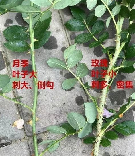 月季有刺嗎|16款少刺/无刺的月季品种推荐,少刺的月季品种有哪些